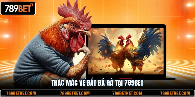 Bắt Đá Gà Mới Nhất - Trường Gà Lớn Nhất Đông Nam Á 4 Thắc mắc về bắt đá gà tại 789BET